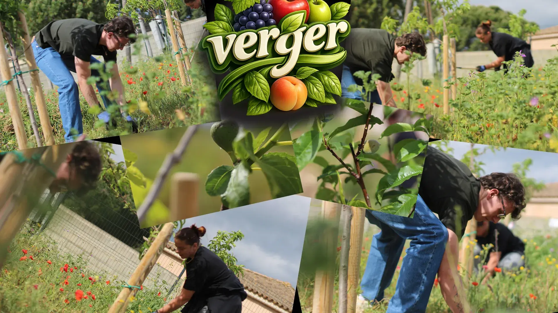 Entretien verger