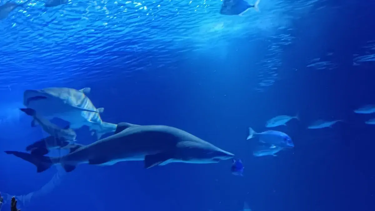 Mobilité Européenne - Valence