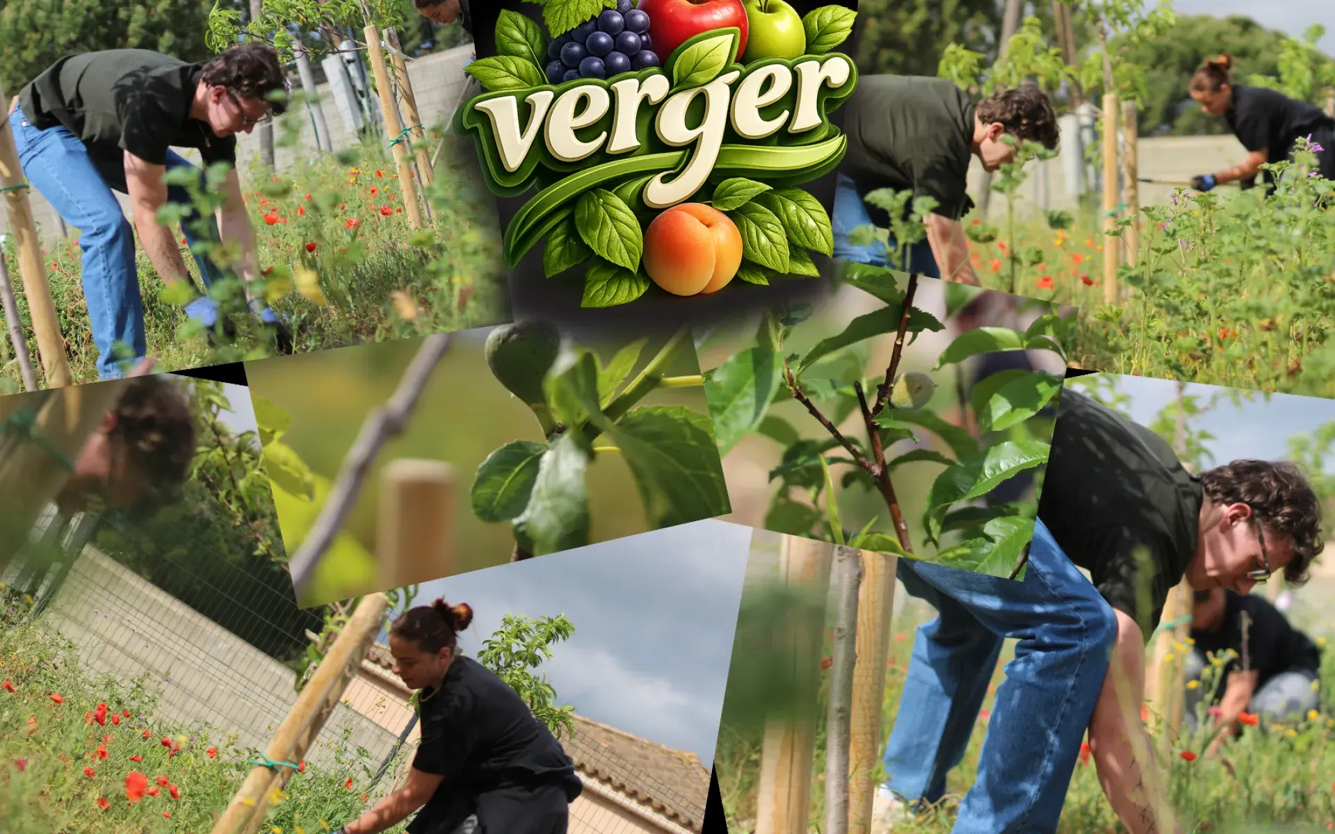 Entretien verger
